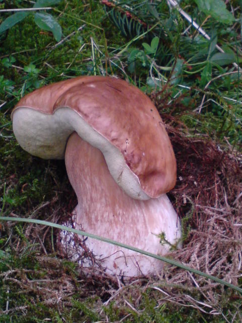 hríb smrekový Boletus edulis Bull.