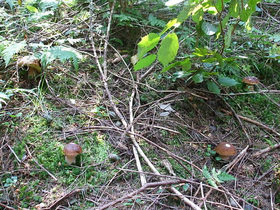 hríbiky Boletus edulis Bull.