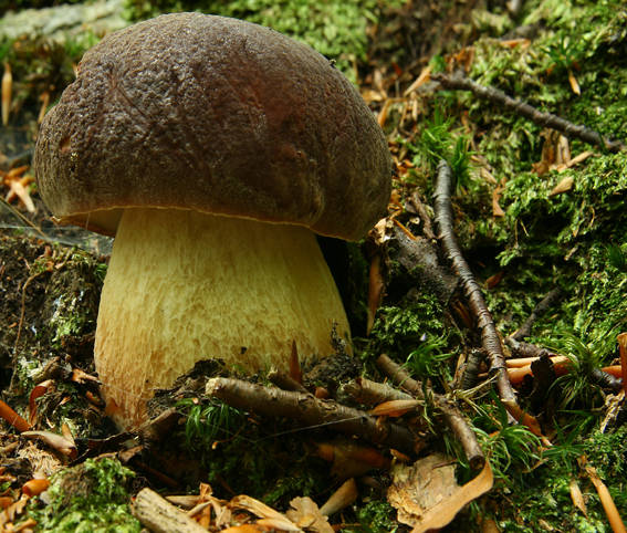 hríb sosnový Boletus pinophilus Pil. et Dermek in Pil.