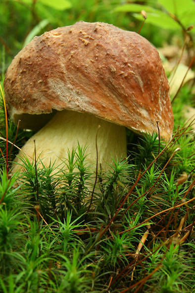 hríb sosnový Boletus pinophilus Pil. et Dermek in Pil.