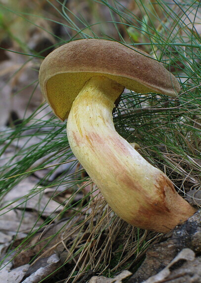 suchohríb plstnatý Boletus subtomentosus L.