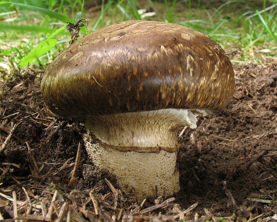 náramkovka cisárska Catathelasma imperiale (P. Karst.) Singer