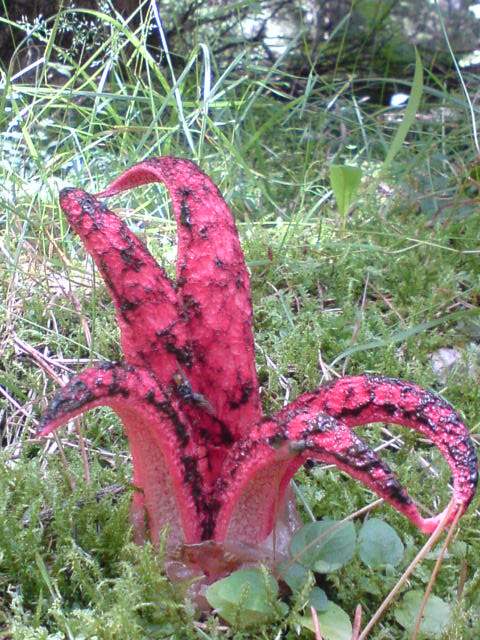 mrežovka kvetovitá Clathrus archeri (Berk.) Dring