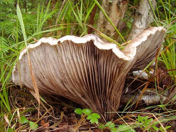 sliziak mazľavý Gomphidius glutinosus (Schaeff.) Fr.