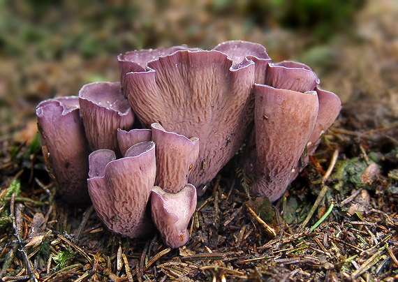 lievikovec kyjakovitý Gomphus clavatus (Pers.) Gray