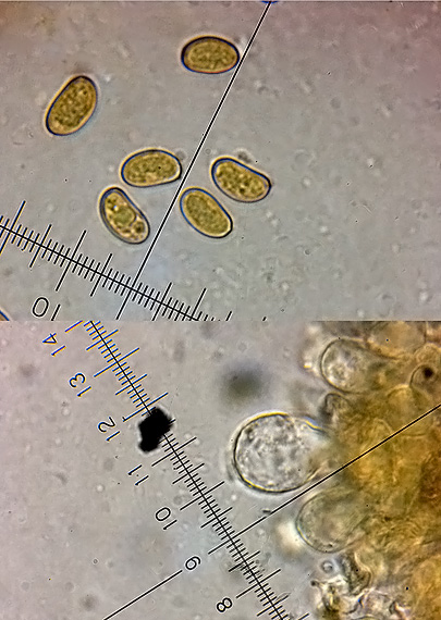 vláknica škvrnitá Inosperma maculatum (Boud.) Matheny & Esteve-Rav.