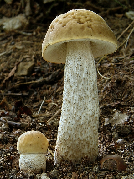 kozák hrabový Leccinum pseudoscabrum (Kallenb.) Šutara