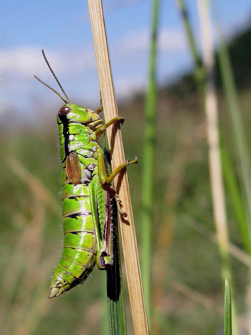 koník vrchovský   Miramella alpina alpina