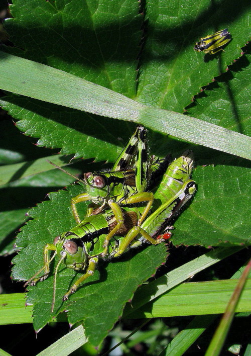 koník vrchovský   Miramella alpina alpina