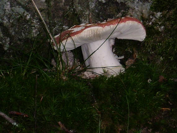 plávka Russula sp.