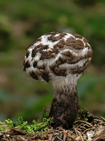 šiškovec šupinatý Strobilomyces strobilaceus (Scop.) Berk.