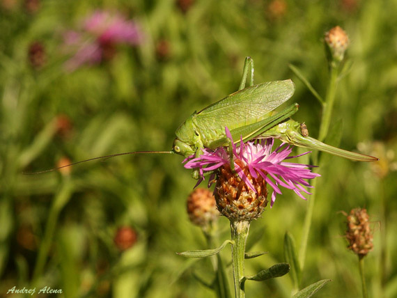 kobylka zelená  Tettigonia viridissima