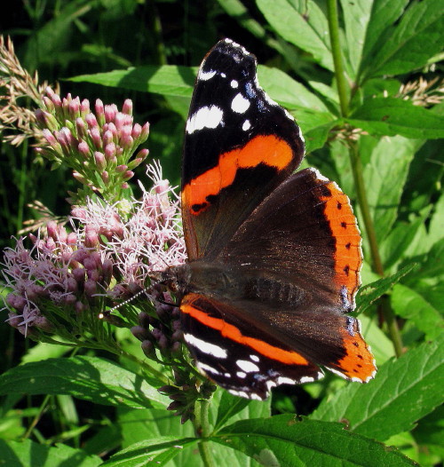 babôčka admirálska    Vanessa atalanta