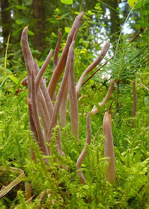 pakyjačik purpurový Alloclavaria purpurea (O.F. Müll.) Dentinger & D.J. McLaughlin