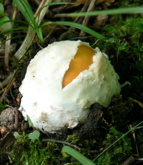 muchotrávka cisárska Amanita caesarea (Scop.) Pers.