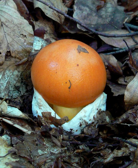 muchotrávka cisárska Amanita caesarea (Scop.) Pers.