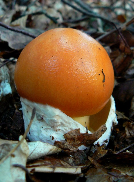 muchotrávka cisárska Amanita caesarea (Scop.) Pers.