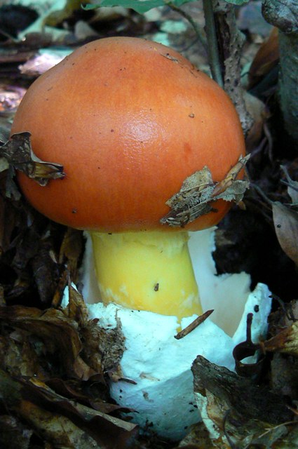 muchotrávka cisárska Amanita caesarea (Scop.) Pers.