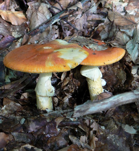 muchotrávka cisárska Amanita caesarea (Scop.) Pers.