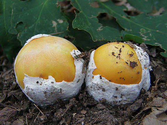 muchotrávka cisárska Amanita caesarea (Scop.) Pers.