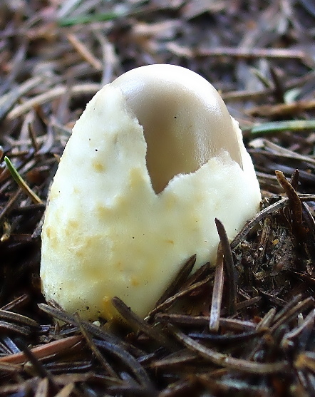 muchotrávka plavohnedá Amanita fulva Fr.