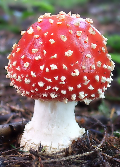 muchotrávka červená Amanita muscaria (L.) Lam.