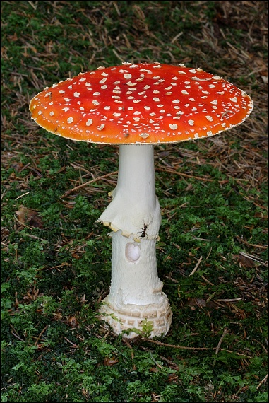 muchotrávka červená Amanita muscaria (L.) Lam.