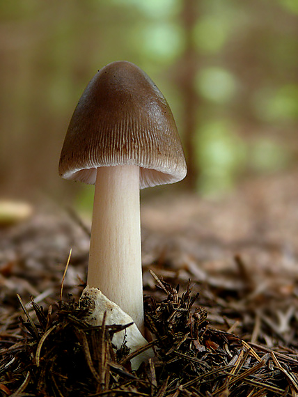 muchotrávka pošvatá Amanita vaginata (Bull.) Lam.