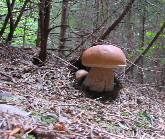 kubinska Hola 1 Boletus edulis Bull.