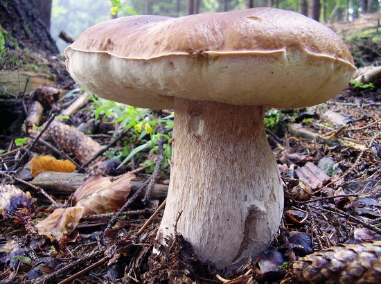 hríb smrekový Boletus edulis Bull.