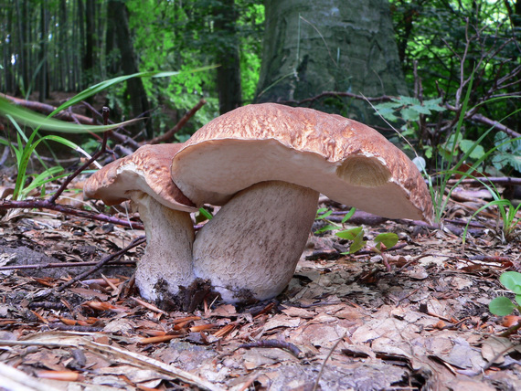 hríb dubový Boletus reticulatus Schaeff.