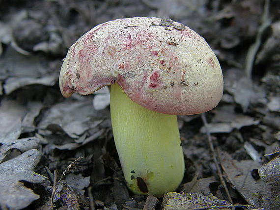 hríb kráľovský Butyriboletus regius (Krombh.) D. Arora & J.L. Frank