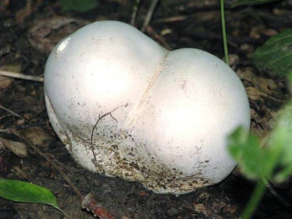 vatovec obrovský Calvatia gigantea (Batsch) Lloyd