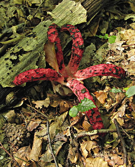 mrežovka kvetovitá Clathrus archeri (Berk.) Dring