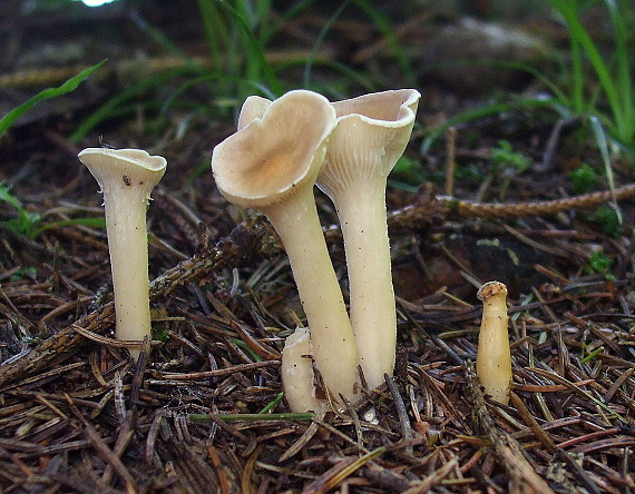 strmuľka lievikovitá Clitocybe gibba (Pers.) P. Kumm.