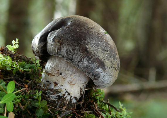 pavučinovec Cortinarius sp.