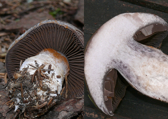 pavučinovec Cortinarius sp.