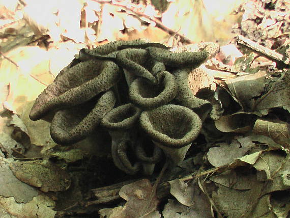 lievik trúbkovitý Craterellus cornucopioides (L.) Pers.