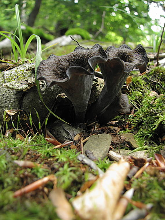 lievik trúbkovitý Craterellus cornucopioides (L.) Pers.