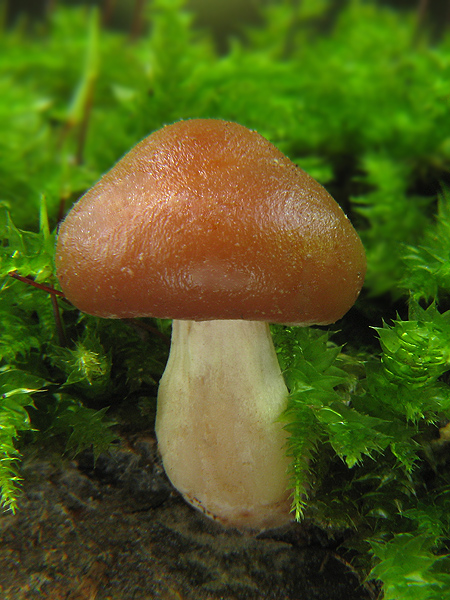 kapucňovka Galerina sp.