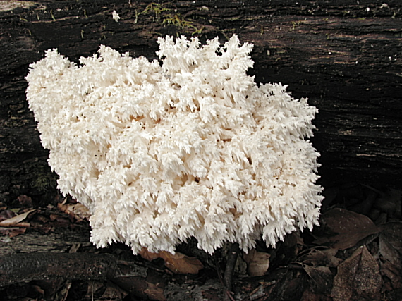 koralovec bukový Hericium coralloides (Scop.) Pers.