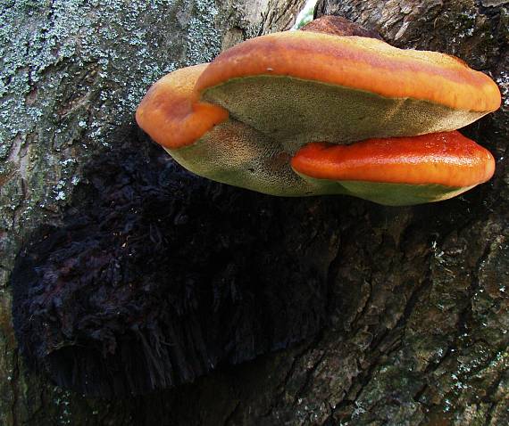 ryšavec srstnatý Inonotus hispidus (Bull.) P. Karst.