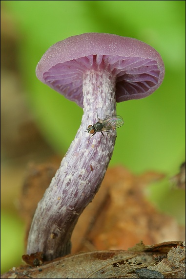 lakovka ametystová Laccaria amethystina (Huds.) Cooke