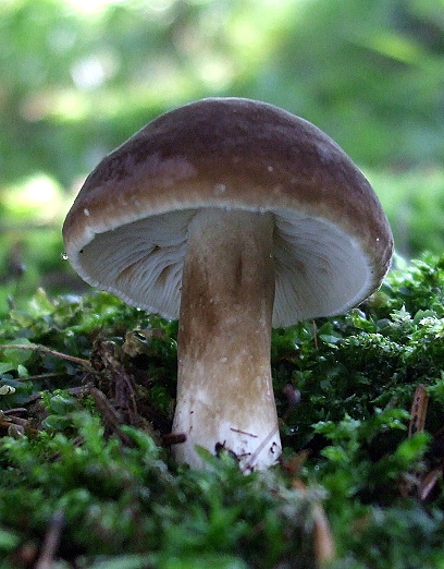 rýdzik sadzový Lactarius picinus Fr.