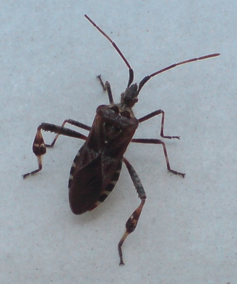 bzdocha - obrubnica americká Leptoglossus occidentalis