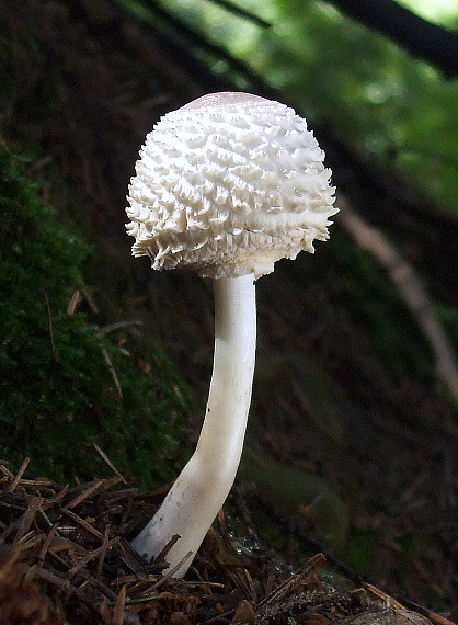 bedľa hustošupinatá Leucoagaricus nympharum (Kalchbr.) Bon