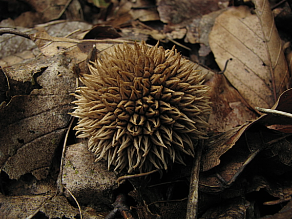 prášnica pichliačová Lycoperdon echinatum Pers.