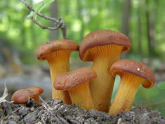 kališník hnedooranžový Omphalotus olearius (DC.) Singer