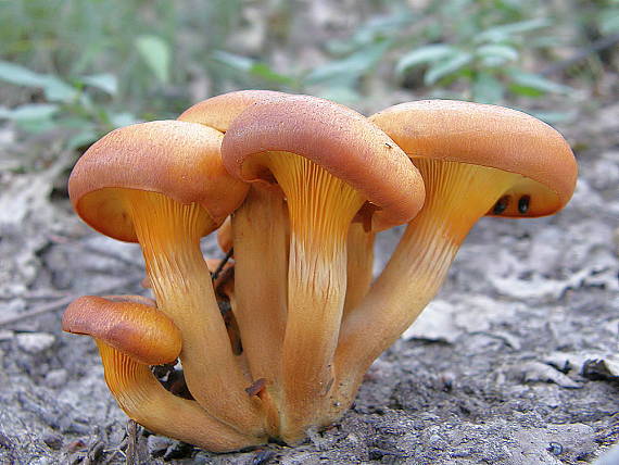 kališník hnedooranžový Omphalotus olearius (DC.) Singer