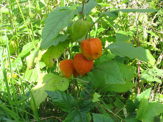 machovka Physalis alkekengi L.